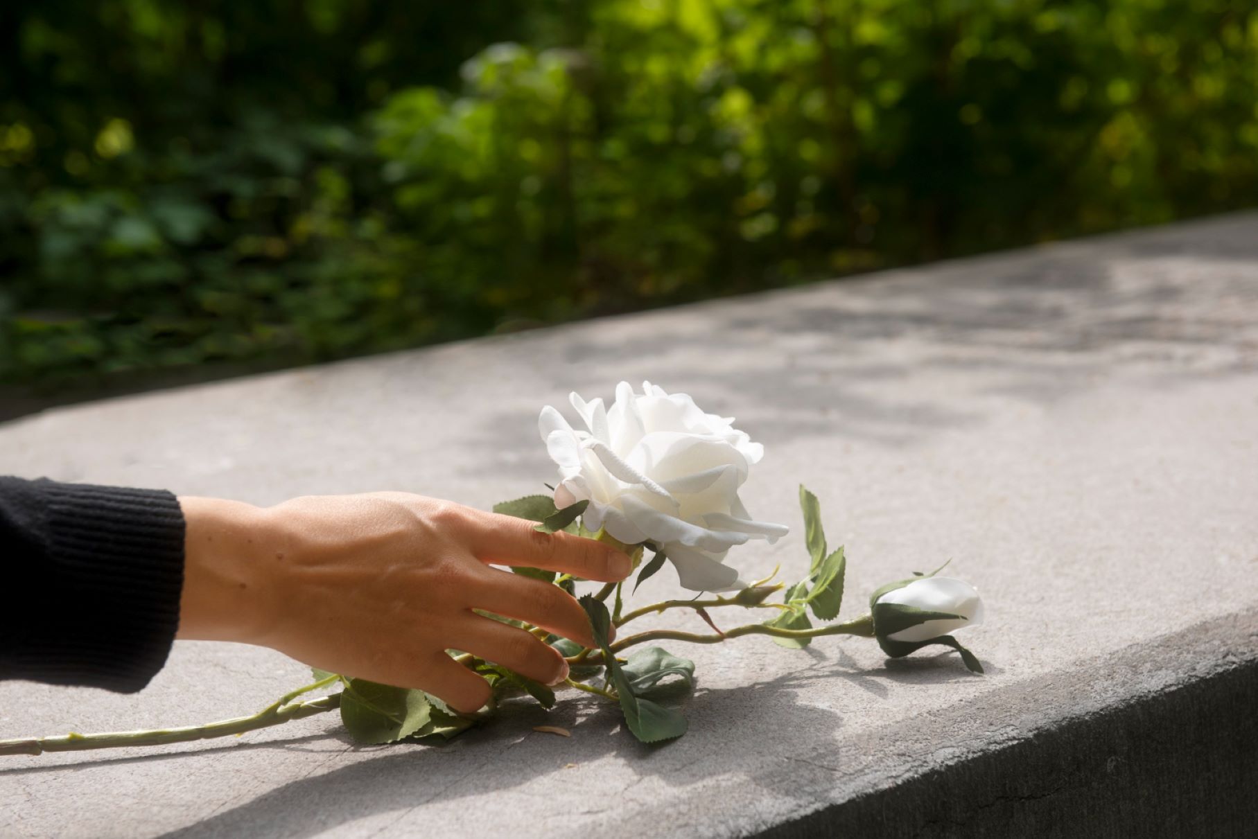 A woman placing a white rose on a slab of concrete. What are near-death experiences?