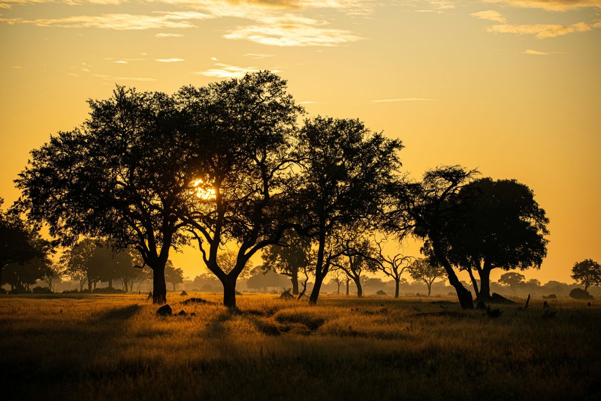 Dawn in african landscape