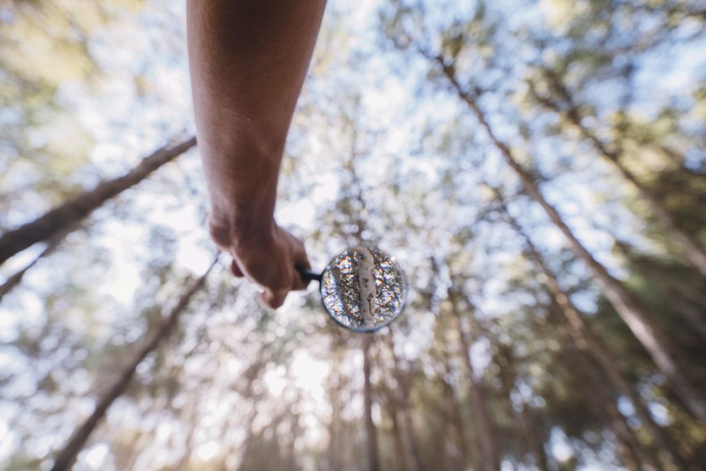 A person using a magnifying glass on a spruce tree.