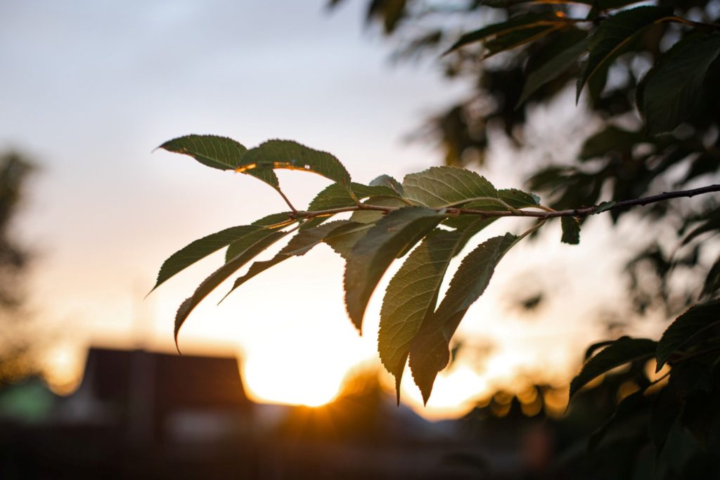 A quiet scene of a sunrise in the background, morning leaves in the front.